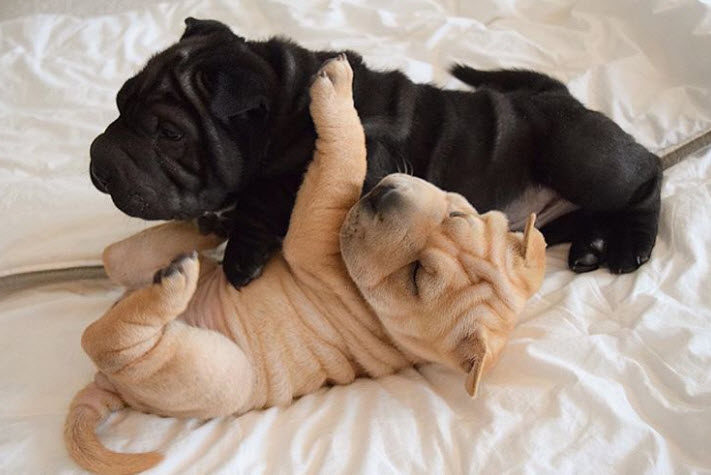 Illustration de l'article : 17 photos de chiens Shar-Pei prouvant qu'une peau plissée peut être la plus jolie des choses